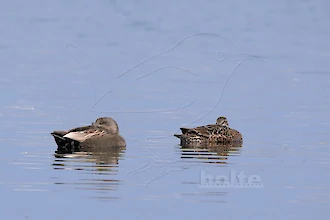 Gadwall (Mareca strepera)