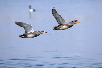 Gadwall (Mareca strepera)