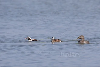 Long-tailed duck (Clangula hyemalis) and Common eider (Somateria molissima)