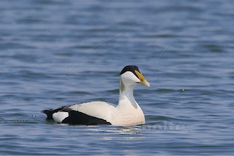 Common eider (Somateria molissima)