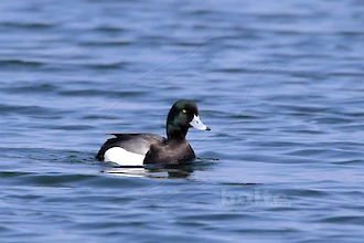 Greater scaup (Aythya marila)