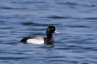 Greater scaup (Aythya marila)