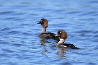 Common goldeneyes (Bucephala clangula)