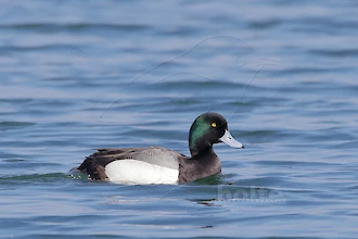Greater scaup (Aythya marila)