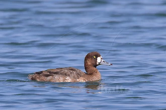 Greater scaup (Aythya marila)