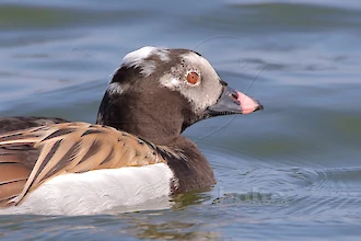 Long-tailed duck (Clangula hyemalis)