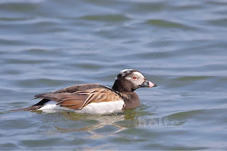 Long-tailed duck (Clangula hyemalis)