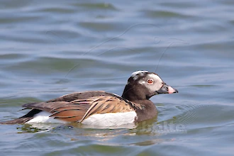 Long-tailed duck (Clangula hyemalis)