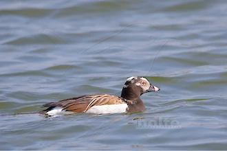 Long-tailed duck (Clangula hyemalis)