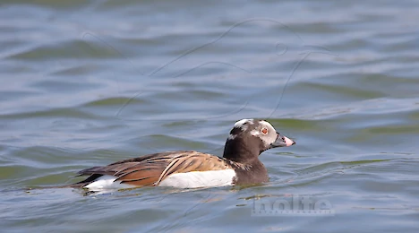 Schwäne, Enten, Gänse & Kormorane
