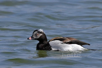 Long-tailed duck (Clangula hyemalis)
