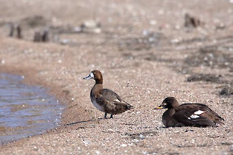 Greater scaup (Aythya marila) und Velvet scoter (Melanitta fusca)