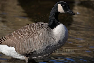 Canada goose (Branta canadensis)