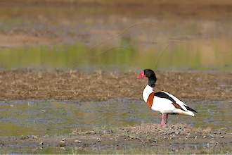 Common shelduck (Tadorna tadorna)