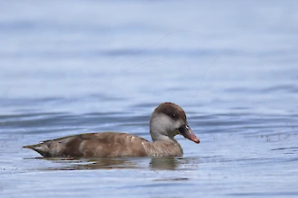 Red-crested pochard (Netta rufina)