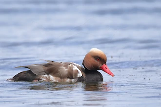 Red-crested pochard (Netta rufina)
