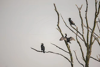 Cormorant (Phalacrocorax carbo)