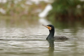 Cormorant (Phalacrocorax carbo)