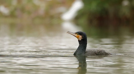 Swans, ducks, geese & cormorants