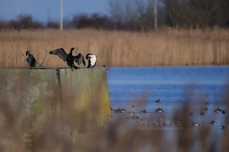 Cormorant (Phalacrocorax carbo)