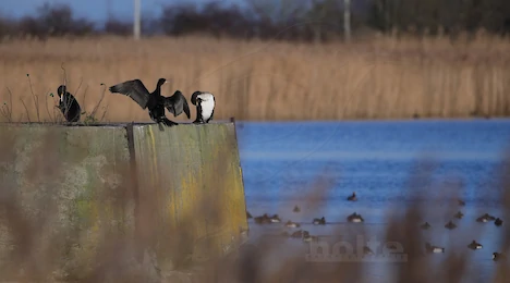 Schwäne, Enten, Gänse & Kormorane