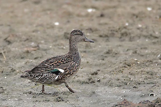 Teal (Anas crecca)