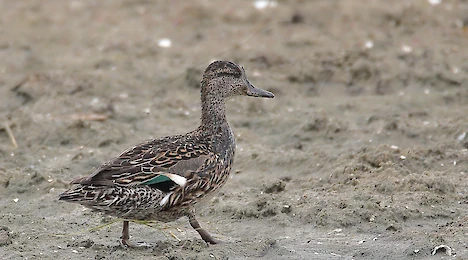 Schwäne, Enten, Gänse & Kormorane