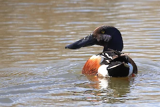 Northern shoveler (Anas clypeata)