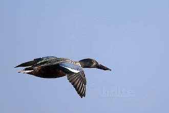 Northern shoveler (Anas clypeata)
