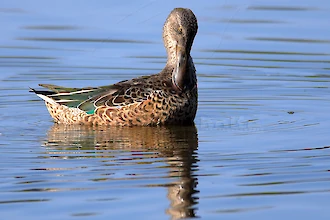 Northern shoveler (Anas clypeata)