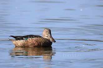 Northern shoveler (Anas clypeata)