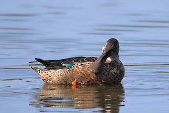Northern shoveler (Anas clypeata)