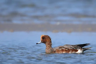 Eurasian wigeon (Anas penelope)