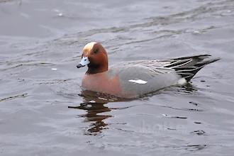 Eurasian wigeon (Anas penelope)