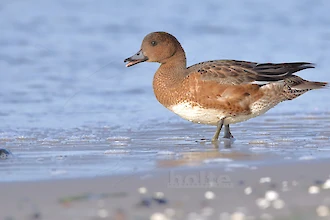 Eurasian wigeon (Anas penelope)