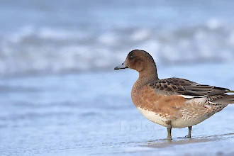 Eurasian wigeon (Anas penelope)