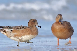 Eurasian wigeon (Anas penelope)