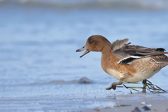 Eurasian wigeon (Anas penelope)