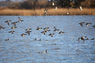 Tufted duck (Aythya fuligula) and Great scaup (Aythya marila)