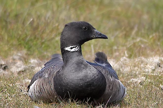Brant goose (Branta bernicla)