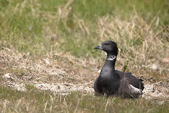 Brant goose (Branta bernicla)
