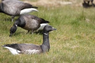 Brant goose (Branta bernicla)