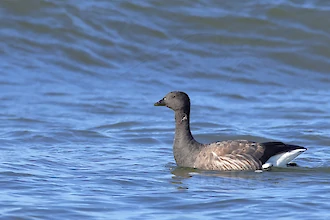 Brant goose (Branta bernicla)