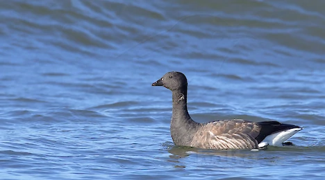 Swans, ducks, geese & cormorants