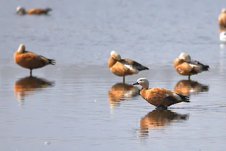 Ruddy shelduck (Tadorna ferruginea)
