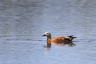 Ruddy shelduck (Tadorna ferruginea)