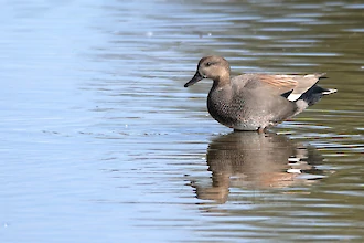 Gadwall (Mareca strepera)