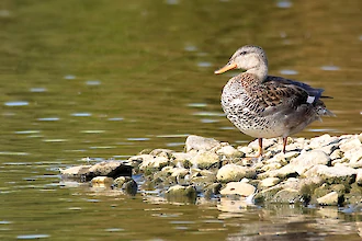 Gadwall (Mareca strepera)