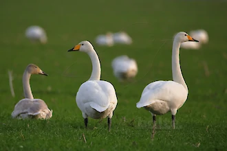 Whooper swan (Cygnus cygnus)