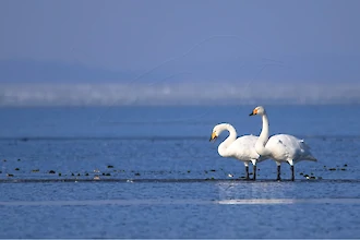 Whooper swan (Cygnus cygnus)